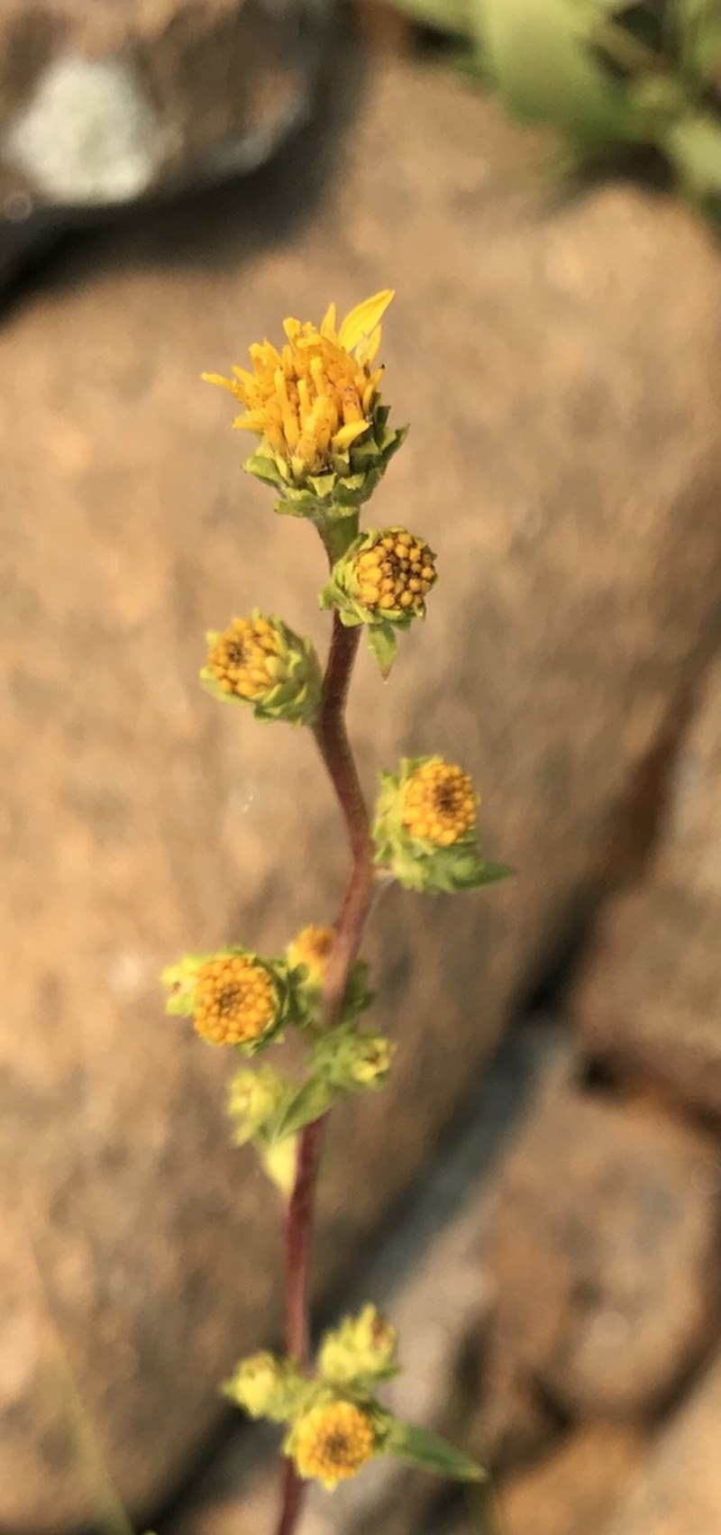 Pyrrocoma congesta photo 4