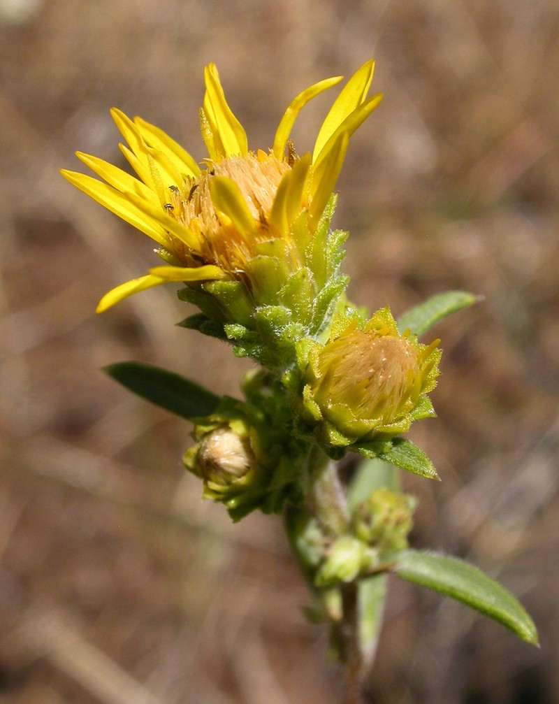 Pyrrocoma congesta photo 5