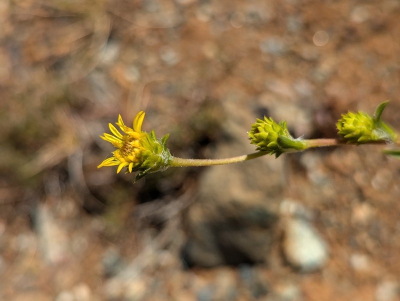 Pyrrocoma congesta photo 6