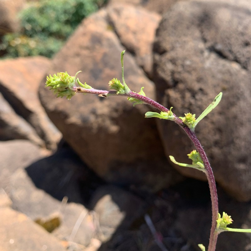 Pyrrocoma congesta photo 8