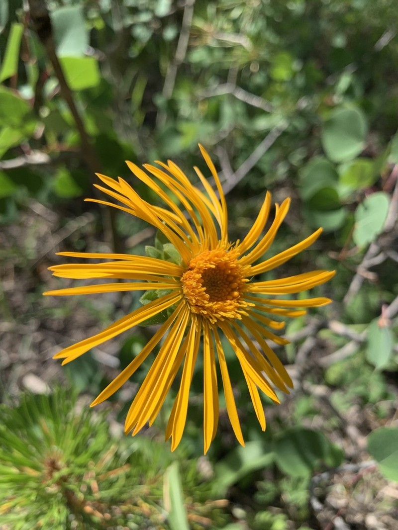 Curlyhead Goldenweed