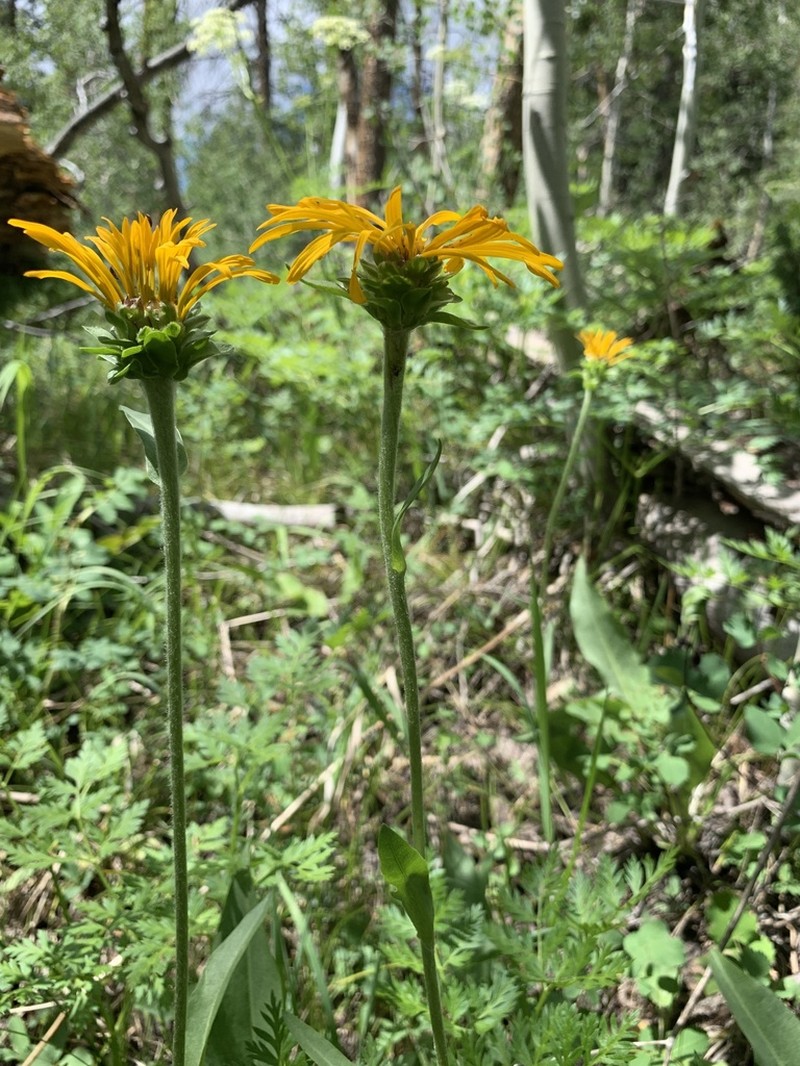Curlyhead Goldenweed photo 2