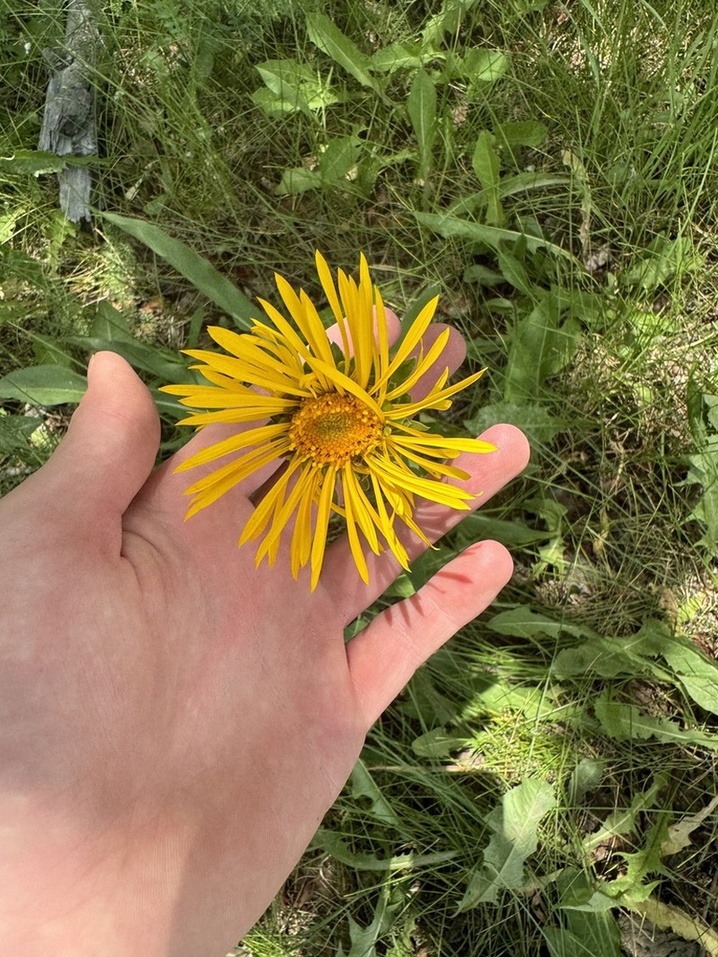 Curlyhead Goldenweed photo 3