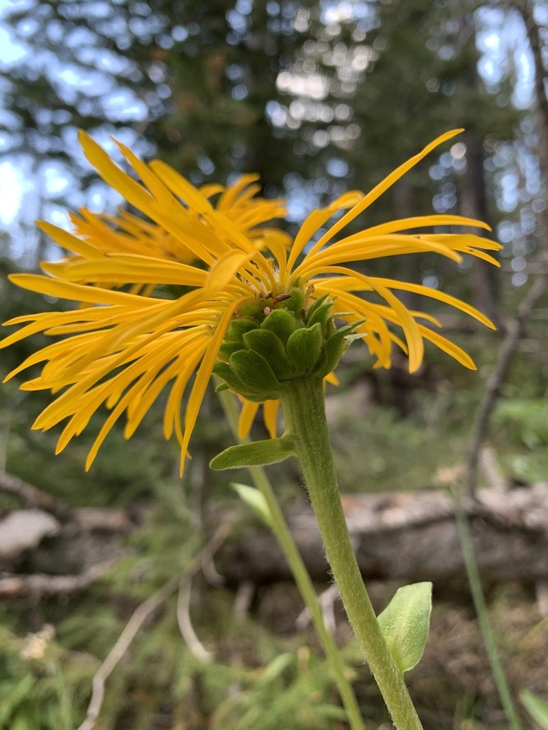 Curlyhead Goldenweed photo 4