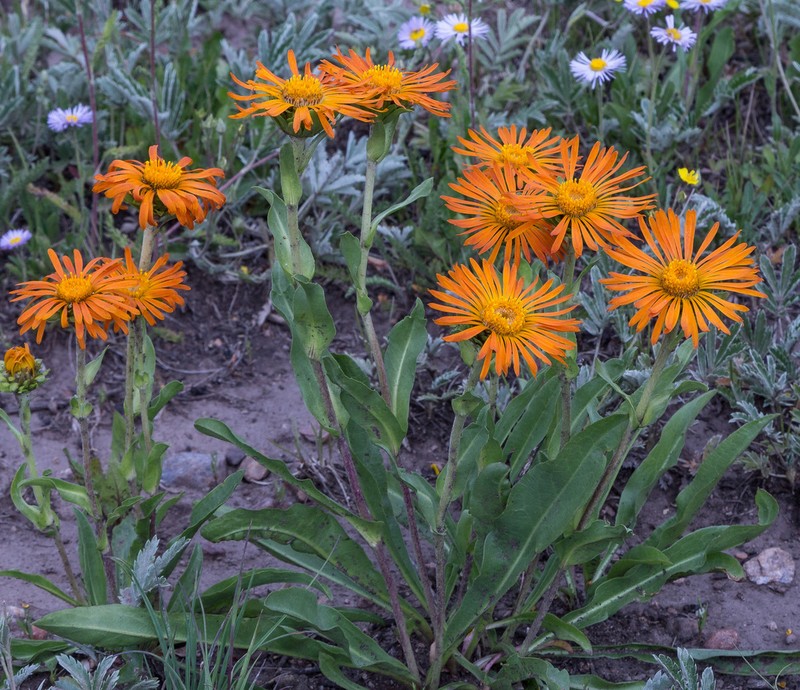 Curlyhead Goldenweed photo 5
