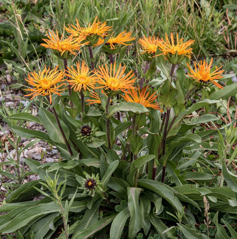 Curlyhead Goldenweed photo 6
