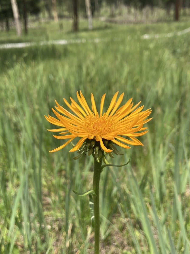 Curlyhead Goldenweed photo 7