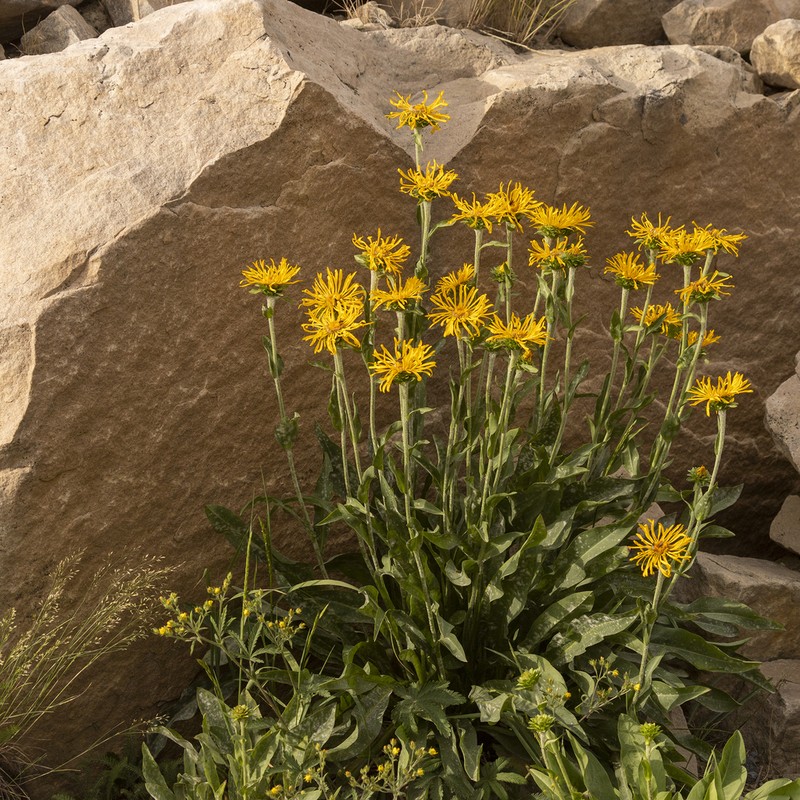 Curlyhead Goldenweed photo 8