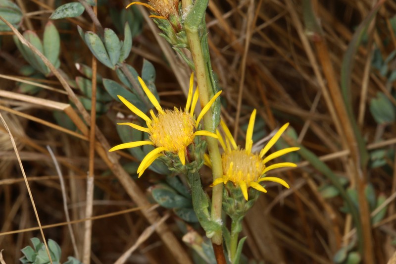 Pyrrocoma elata