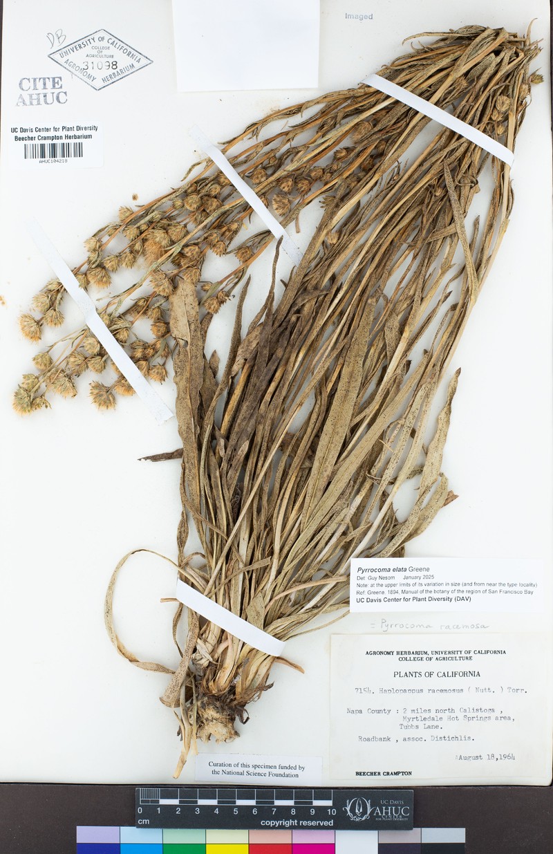 Pyrrocoma elata