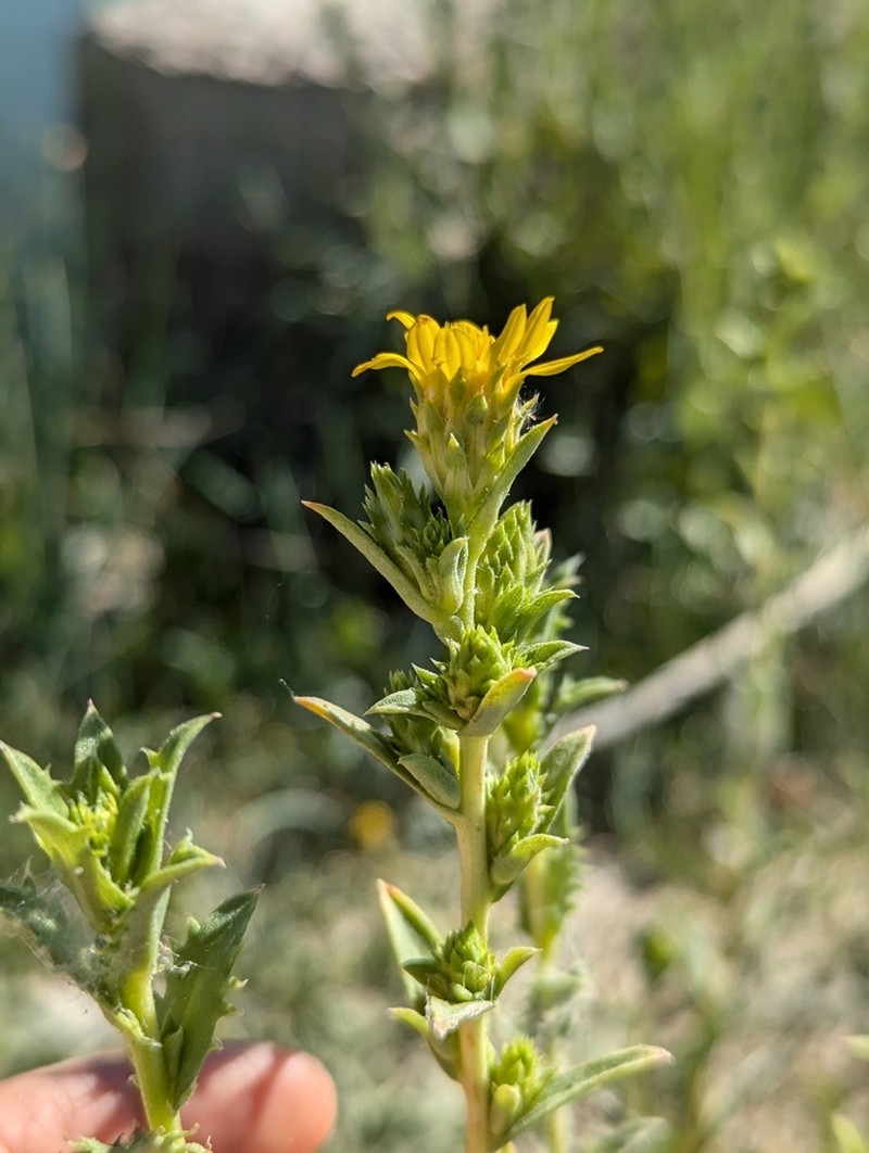 Pyrrocoma eriopoda