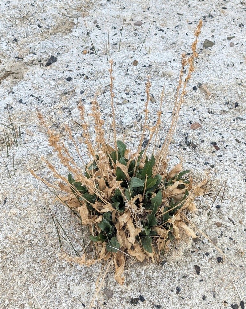 Pyrrocoma eriopoda photo 3