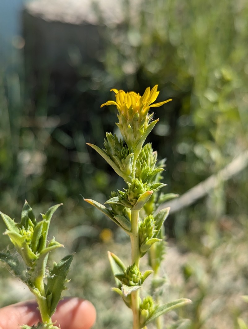 Pyrrocoma eriopoda photo 4