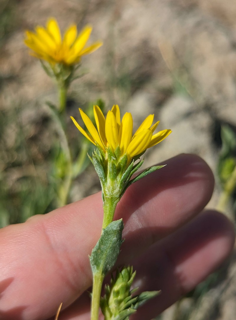 Pyrrocoma eriopoda photo 5