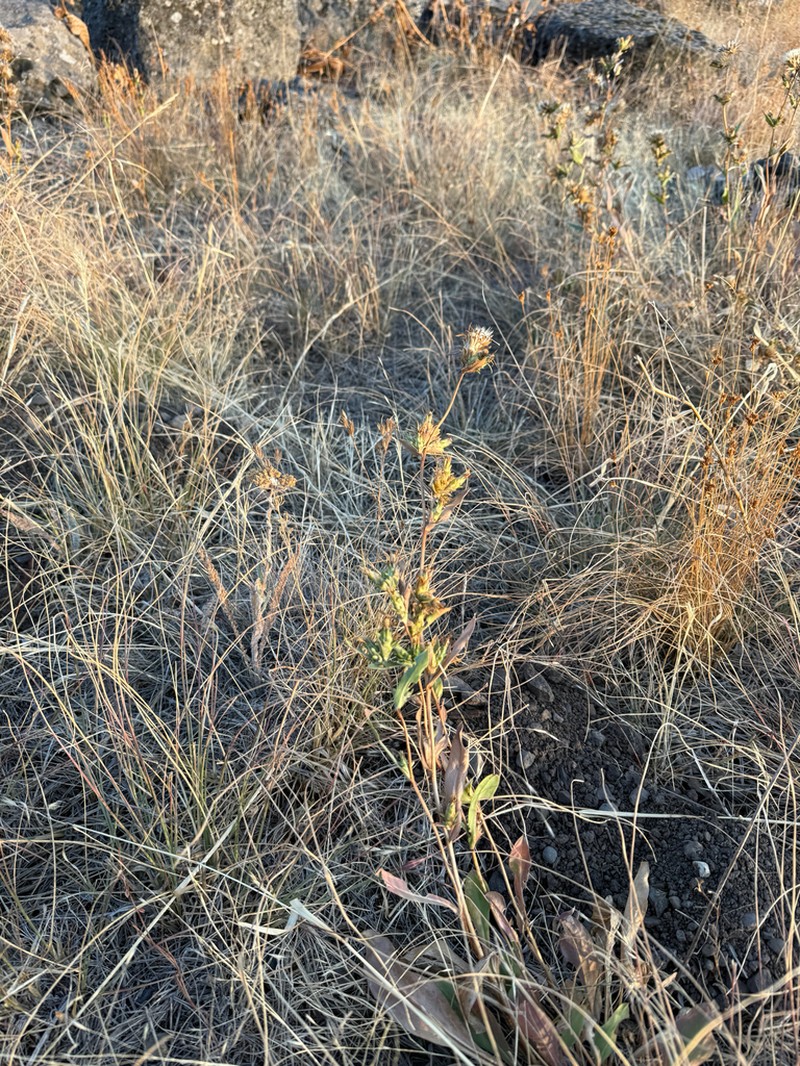 Pyrrocoma glomerata