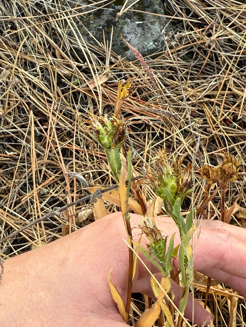 Pyrrocoma glomerata photo 2