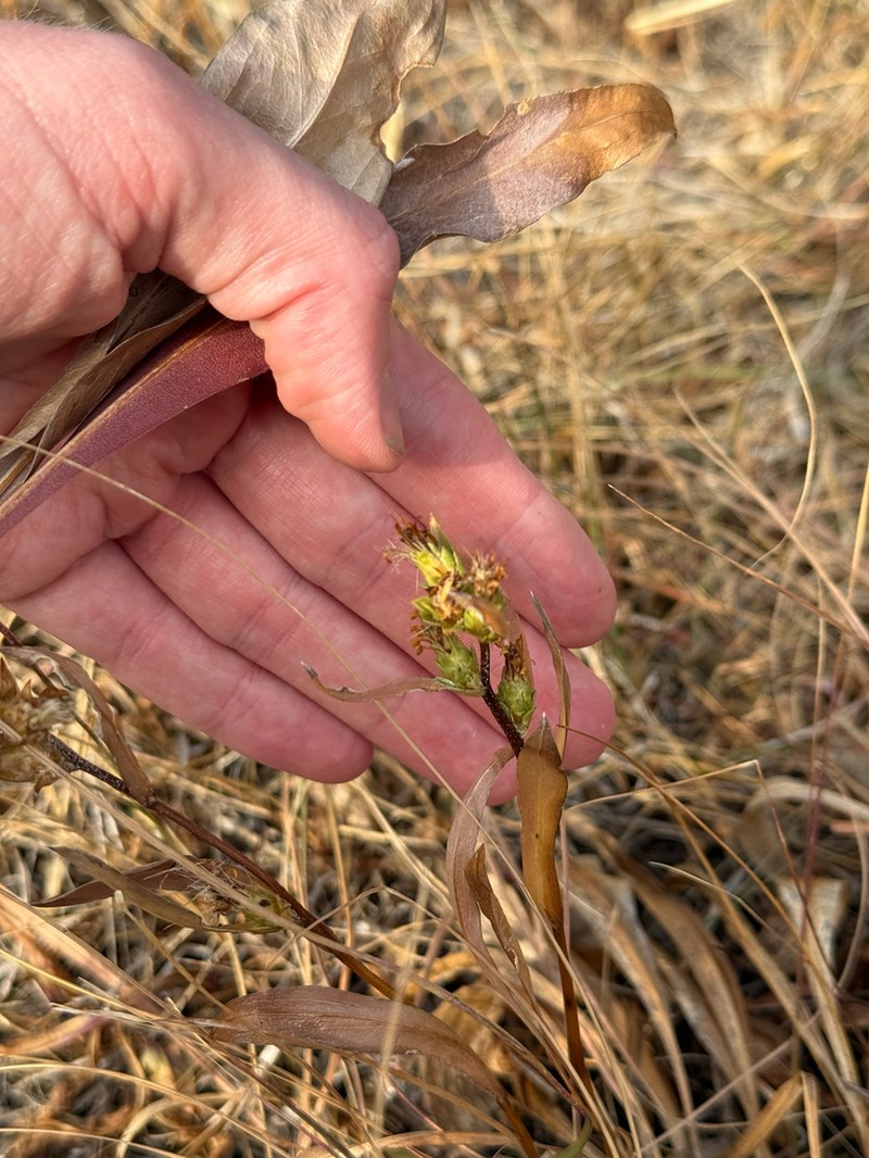 Pyrrocoma glomerata photo 3