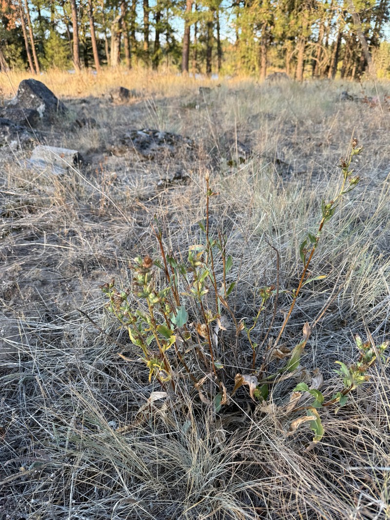 Pyrrocoma glomerata photo 4