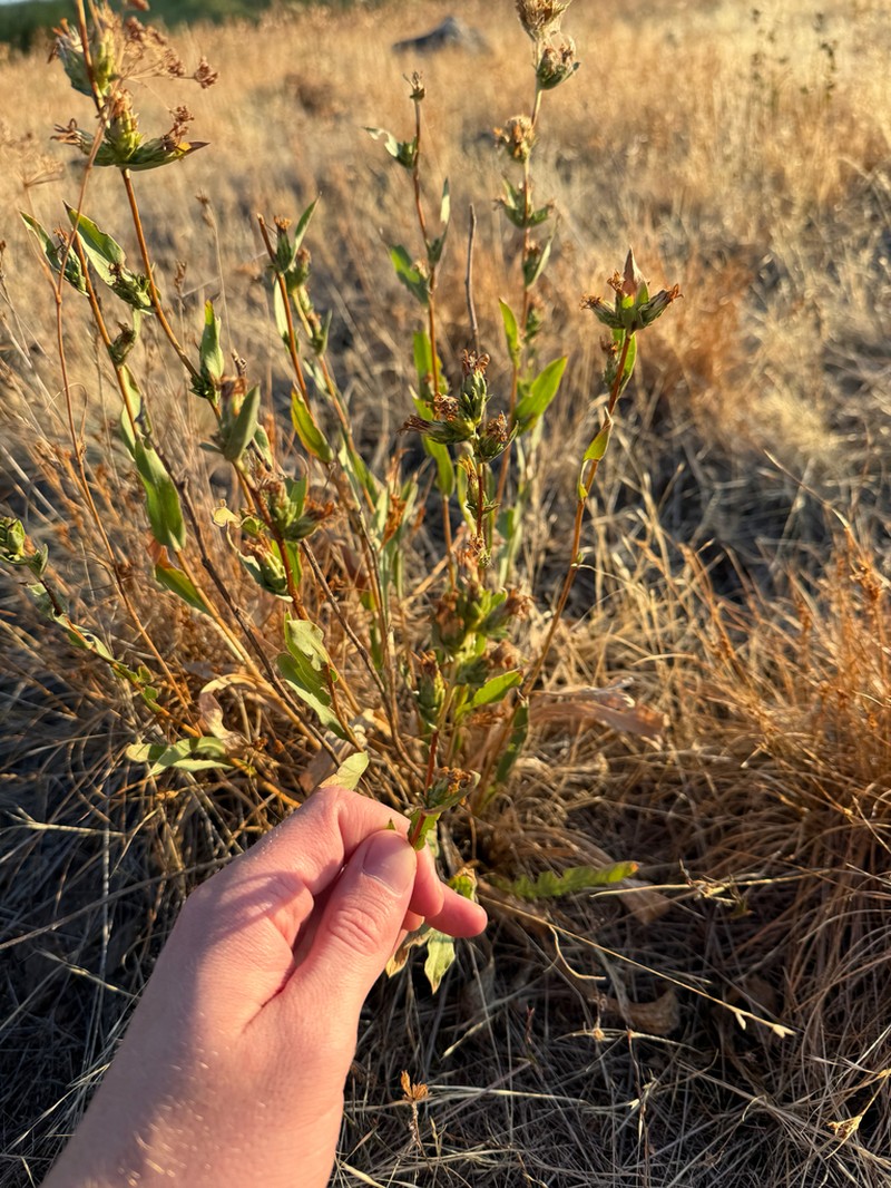 Pyrrocoma glomerata photo 5