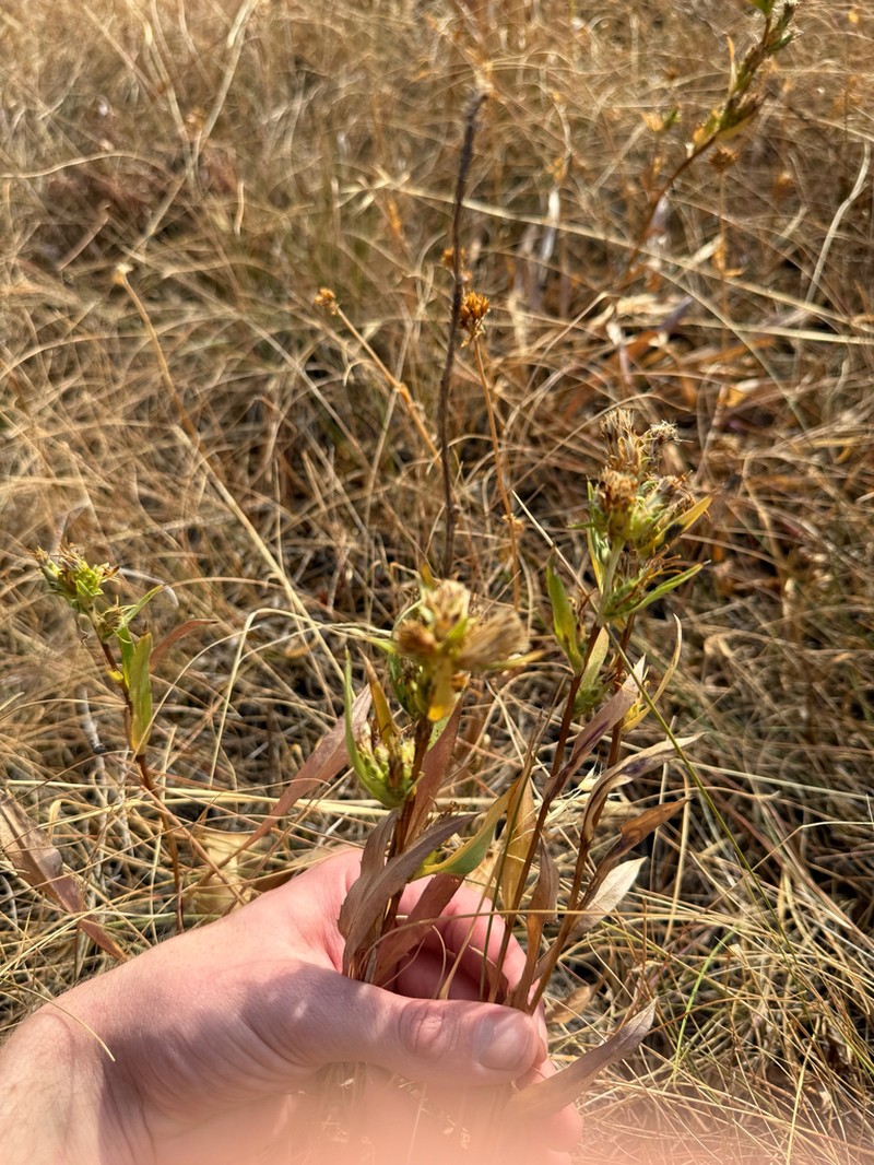 Pyrrocoma glomerata photo 6