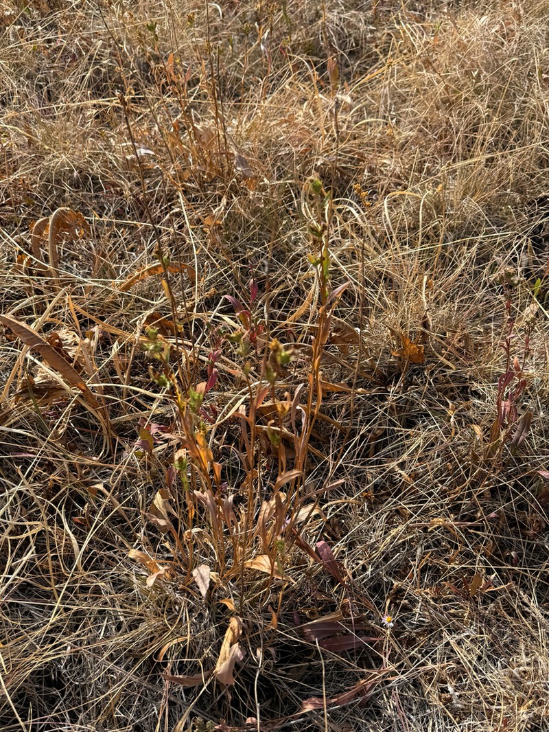 Pyrrocoma glomerata photo 7