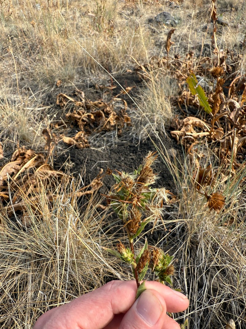 Pyrrocoma glomerata photo 8