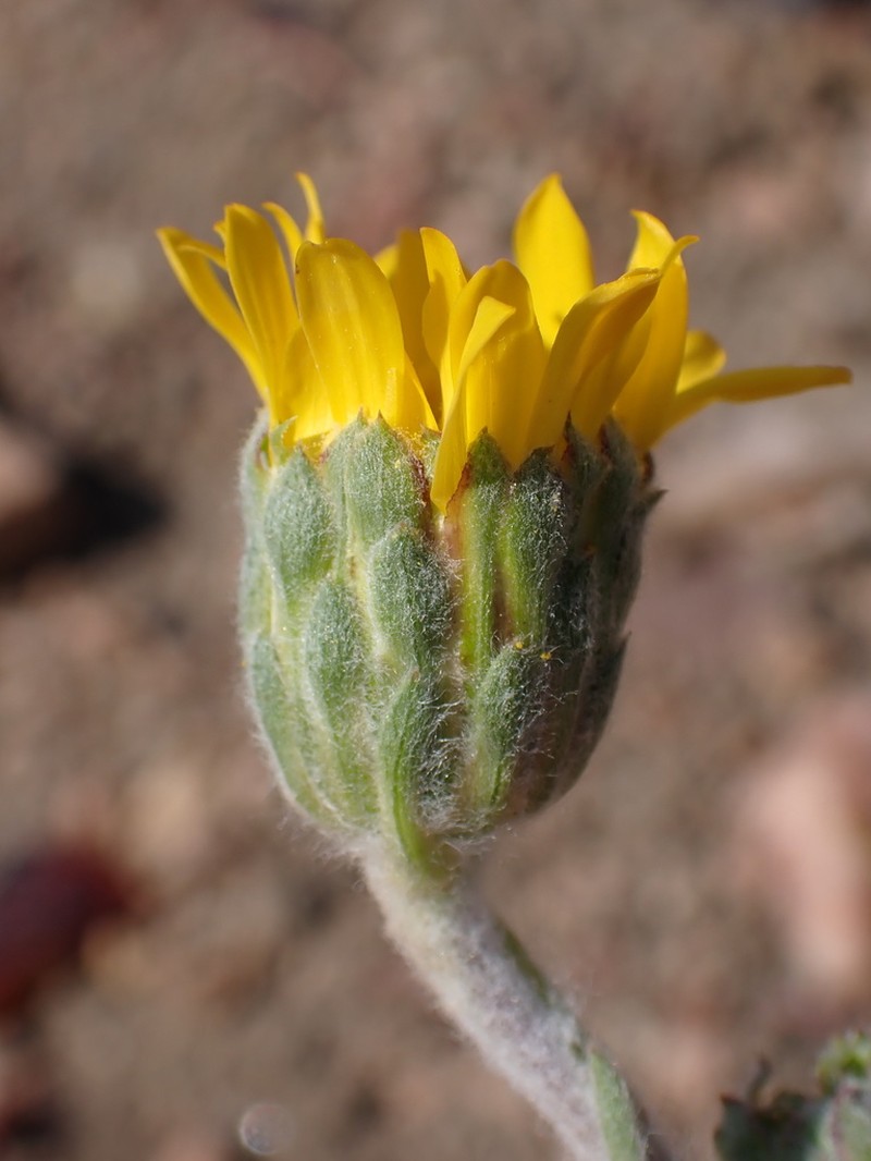 Pyrrocoma gossypina