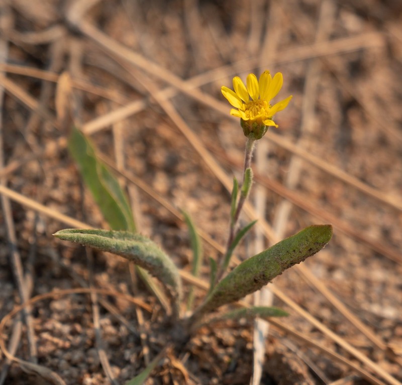 Pyrrocoma gossypina photo 3