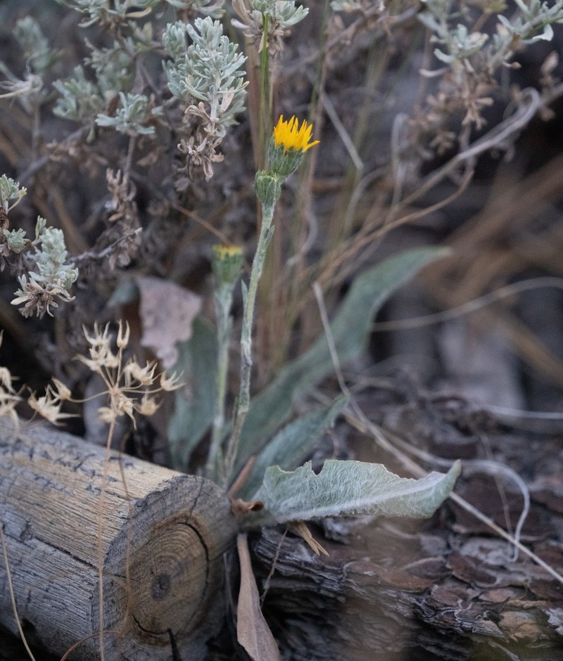 Pyrrocoma gossypina photo 4