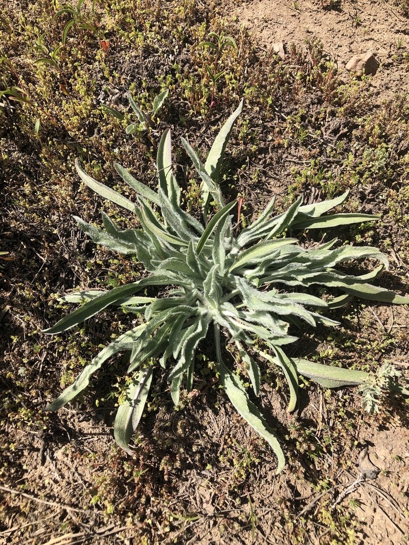 Pyrrocoma gossypina photo 5