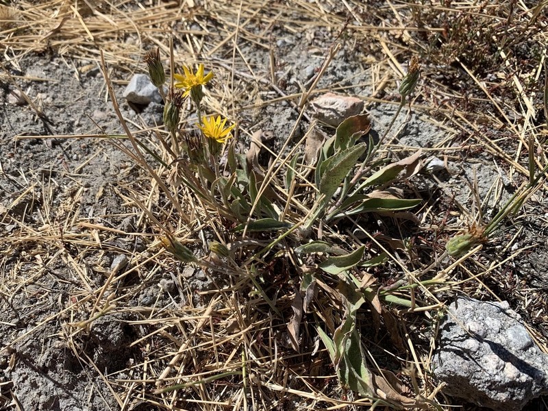 Pyrrocoma gossypina photo 6
