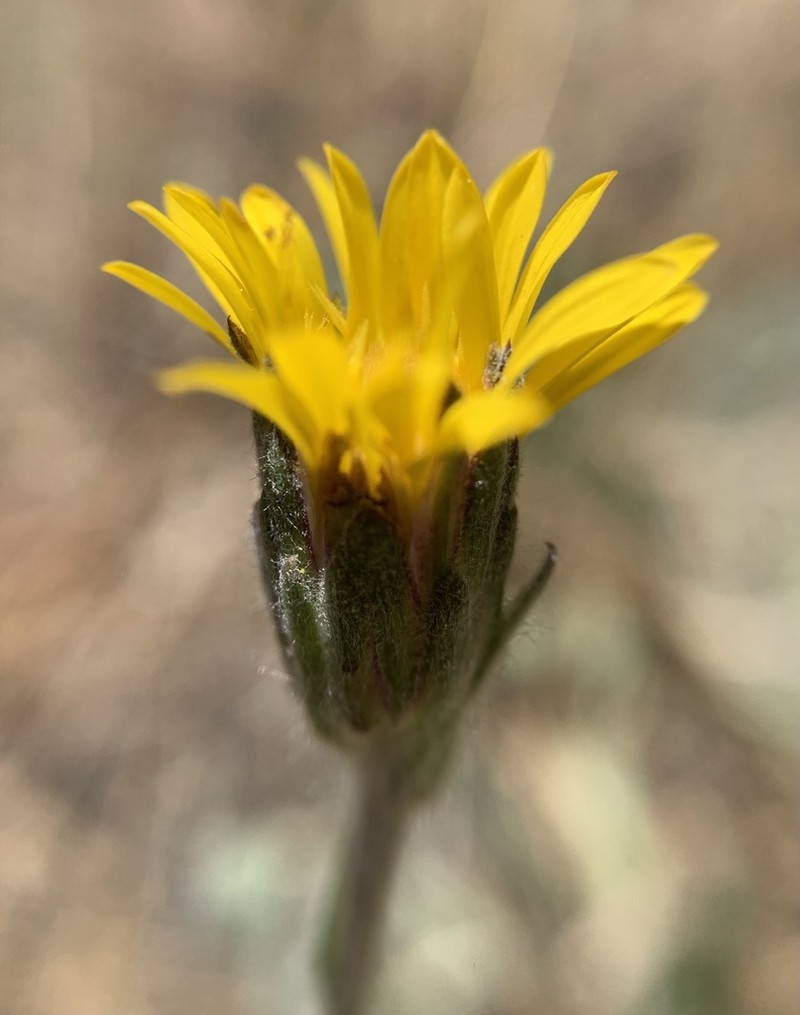 Pyrrocoma gossypina photo 7