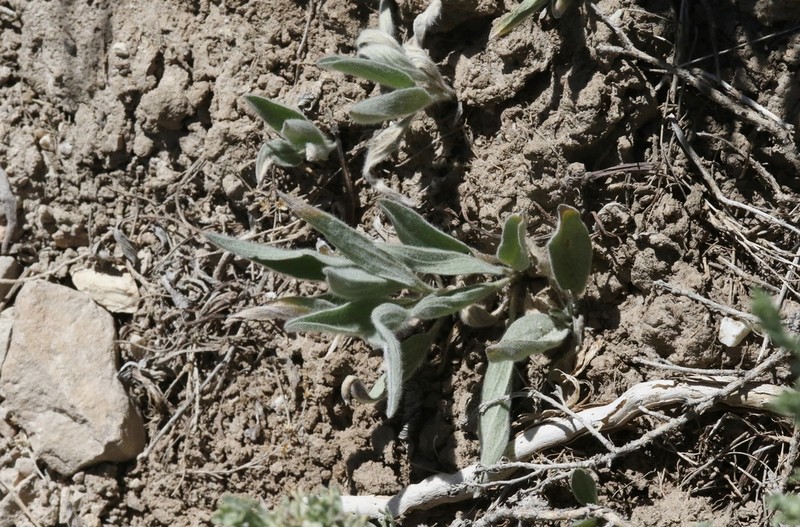 Pyrrocoma gossypina photo 8