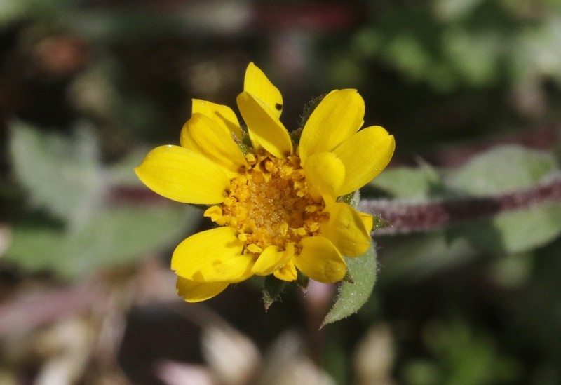 Tacky Goldenweed
