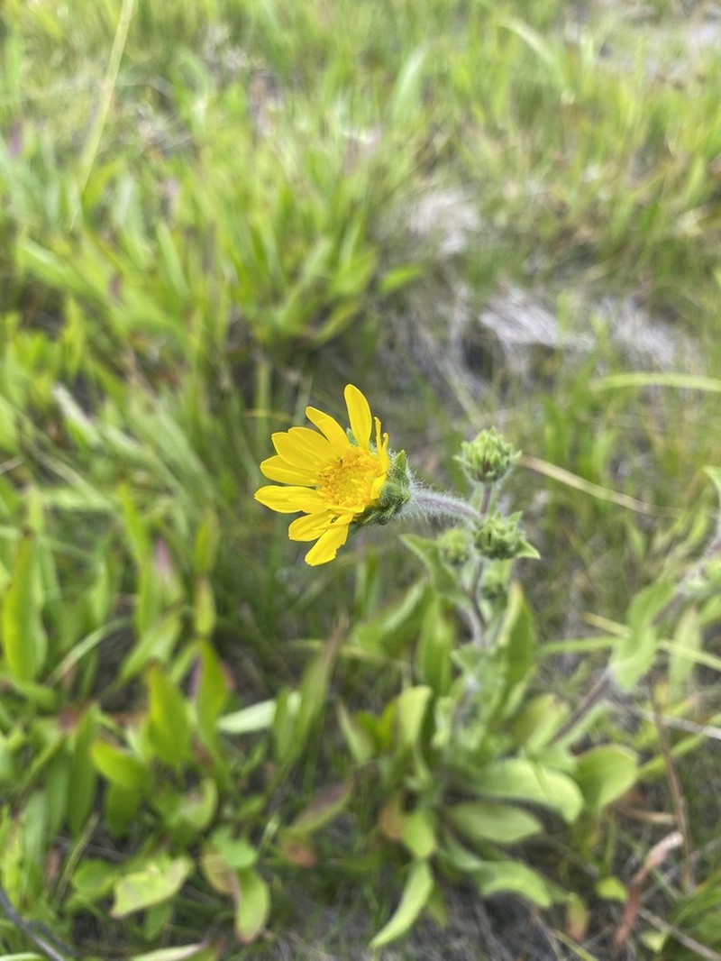 Tacky Goldenweed photo 2