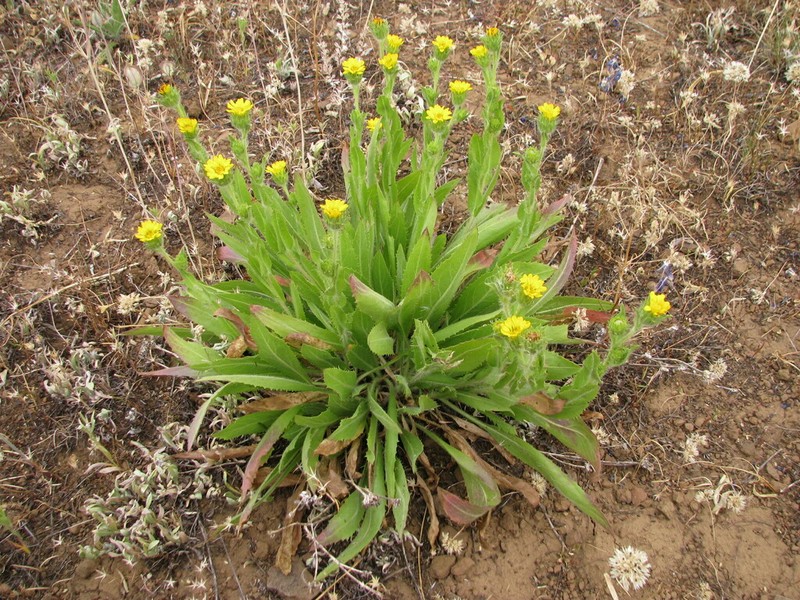 Tacky Goldenweed photo 4
