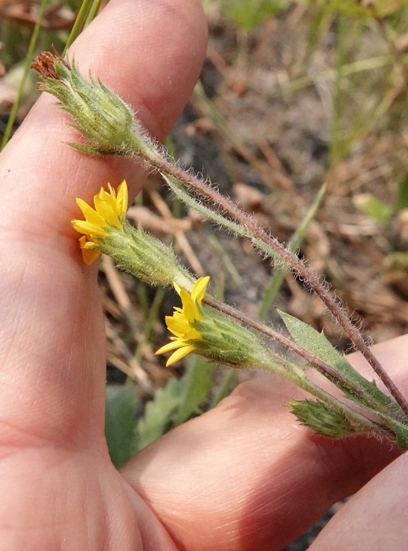 Tacky Goldenweed photo 5
