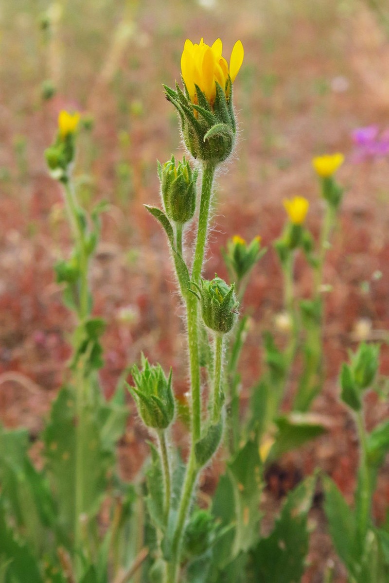 Tacky Goldenweed photo 6