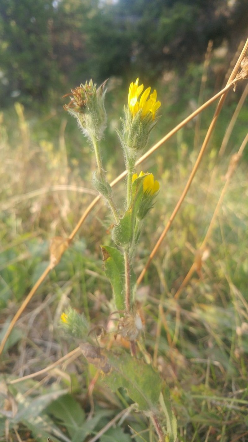 Tacky Goldenweed photo 7