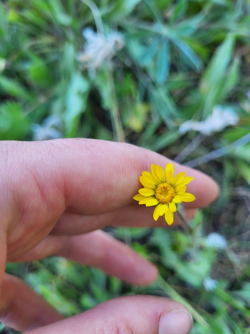 Tacky Goldenweed photo 8