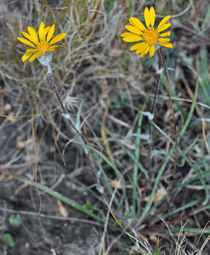 Thinleaf Goldenhead