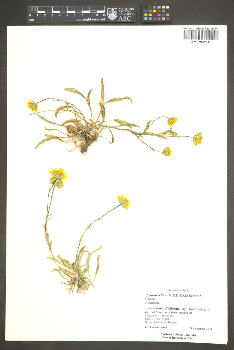 Thinleaf Goldenhead photo 2