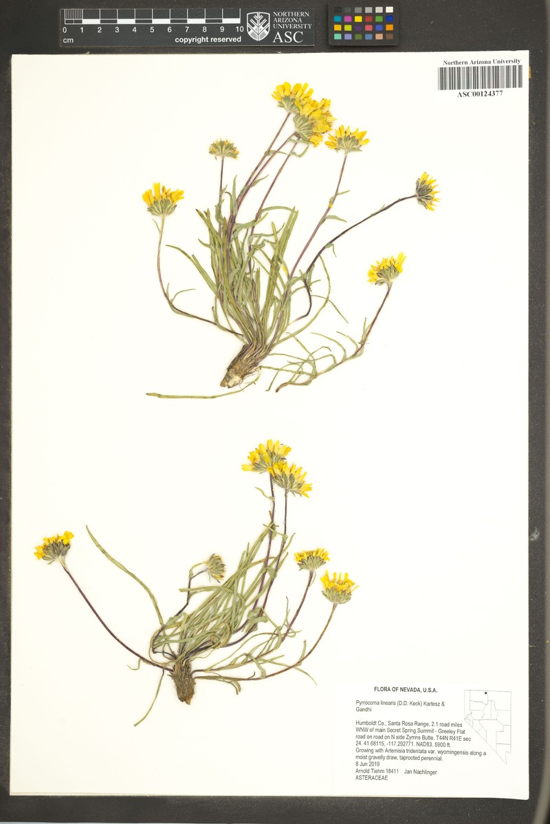 Thinleaf Goldenhead photo 3