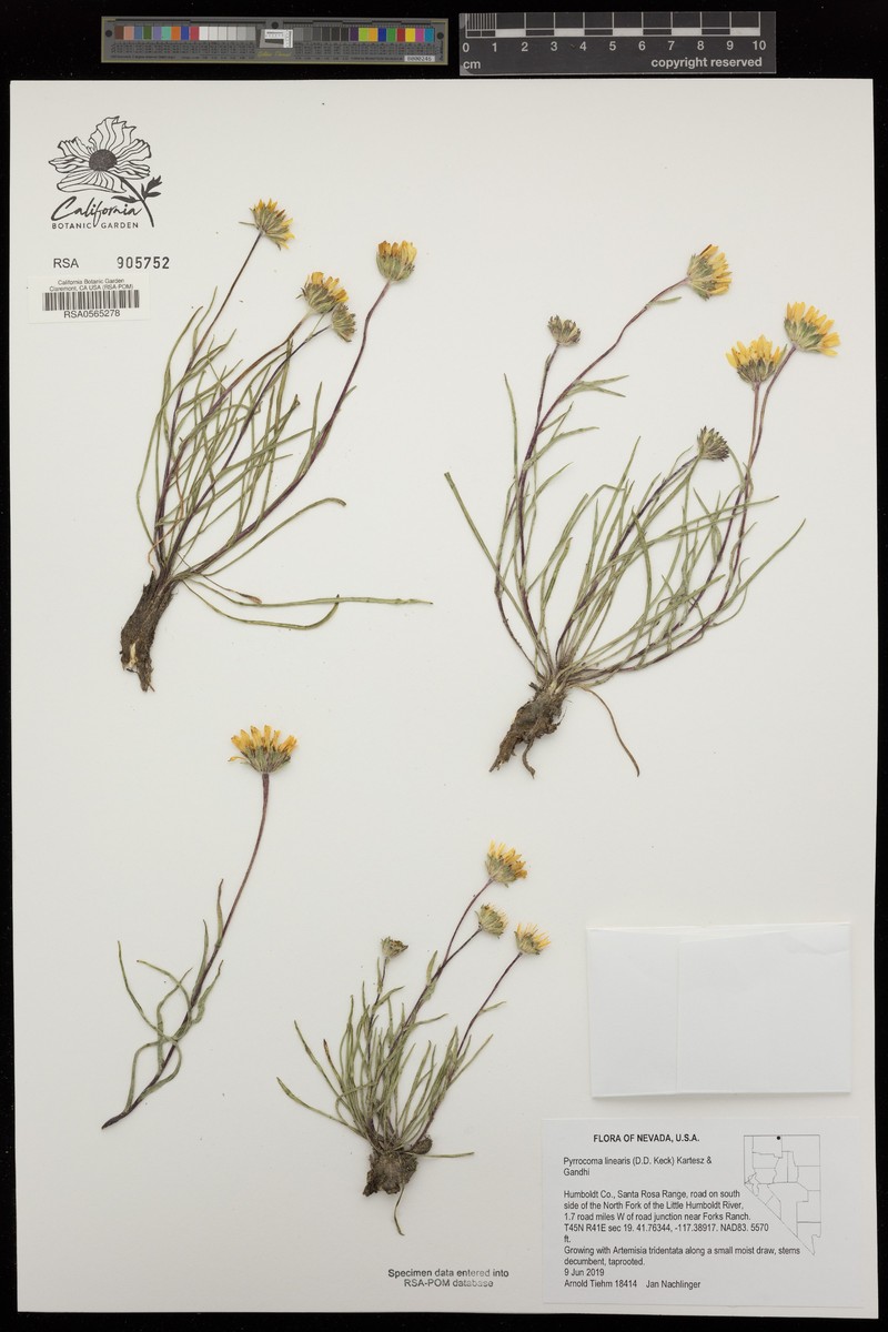 Thinleaf Goldenhead photo 6