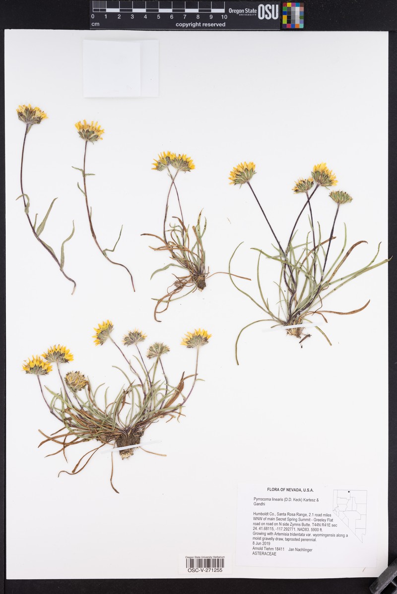 Thinleaf Goldenhead photo 8