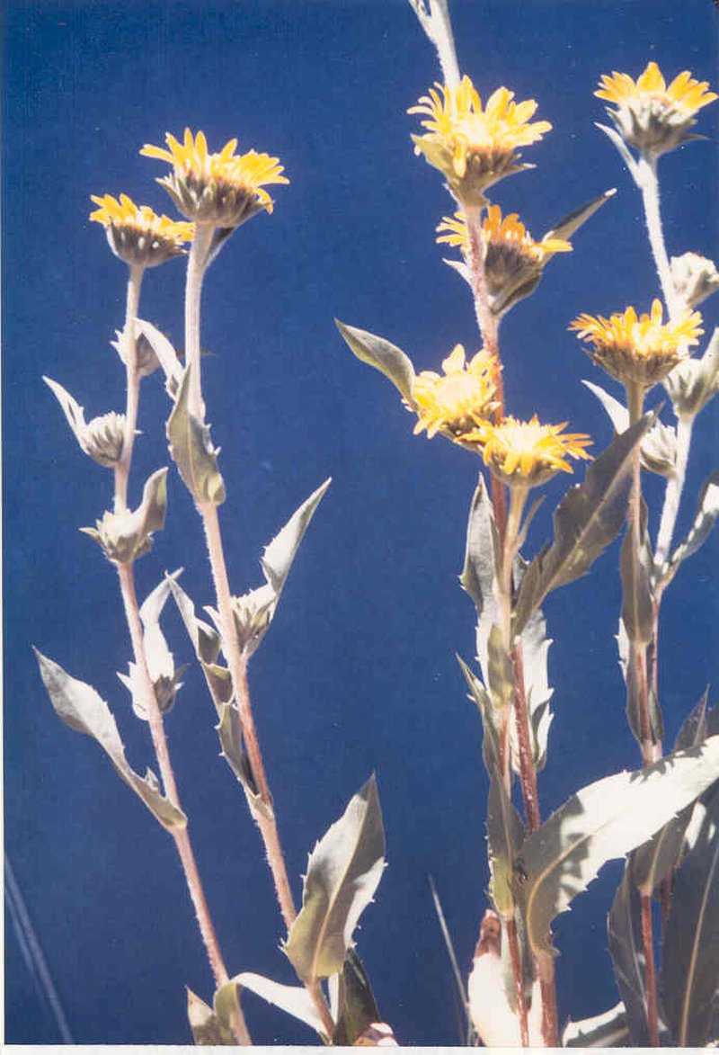 Wholeleaf Goldenweed