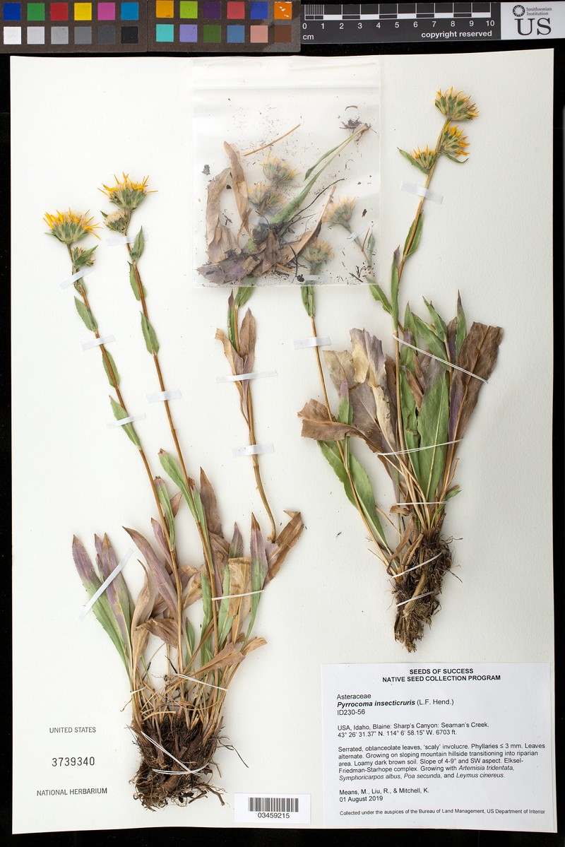 Wholeleaf Goldenweed