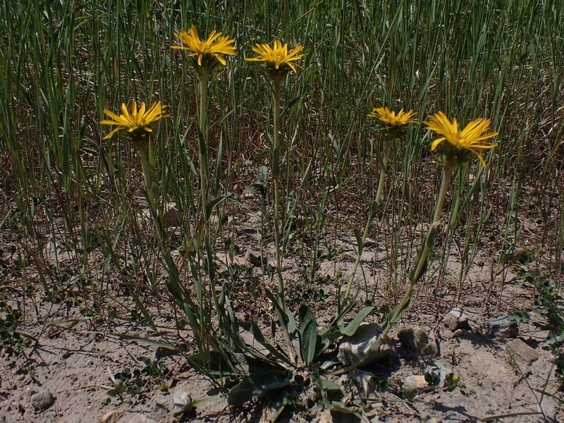 Many-Stemmed Goldenweed