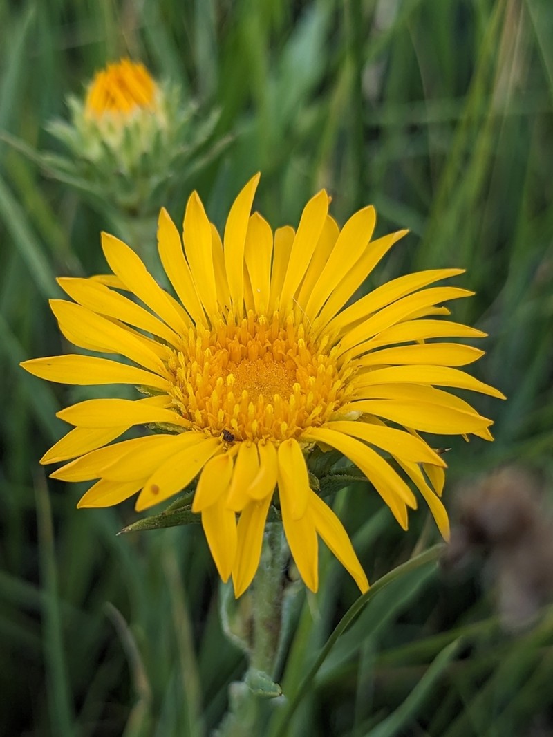 Many-Stemmed Goldenweed photo 2