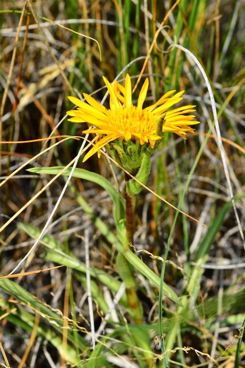 Many-Stemmed Goldenweed photo 4